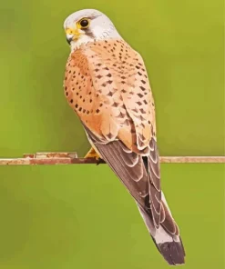 Cute Common Kestrel Art Diamond Painting