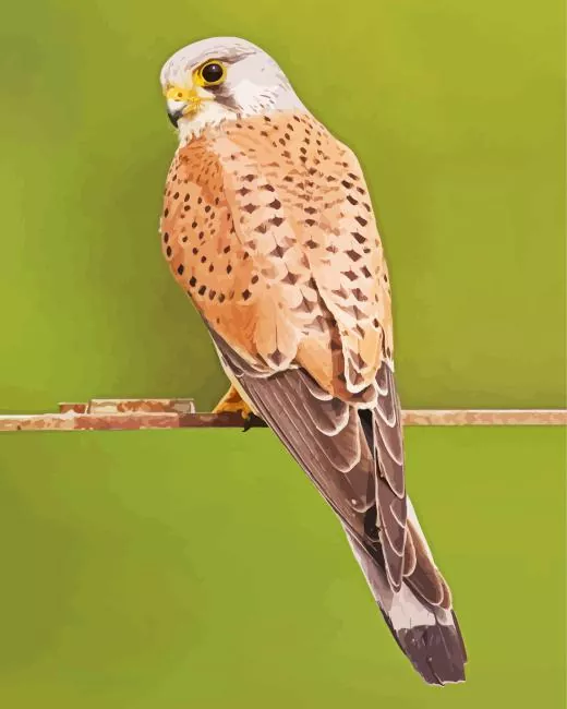 Common Kestrel Diamond Paints Cute Common Kestrel Art Diamond Painting