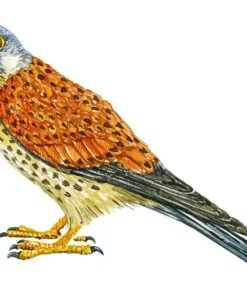 Common Kestrel Art Diamond Painting