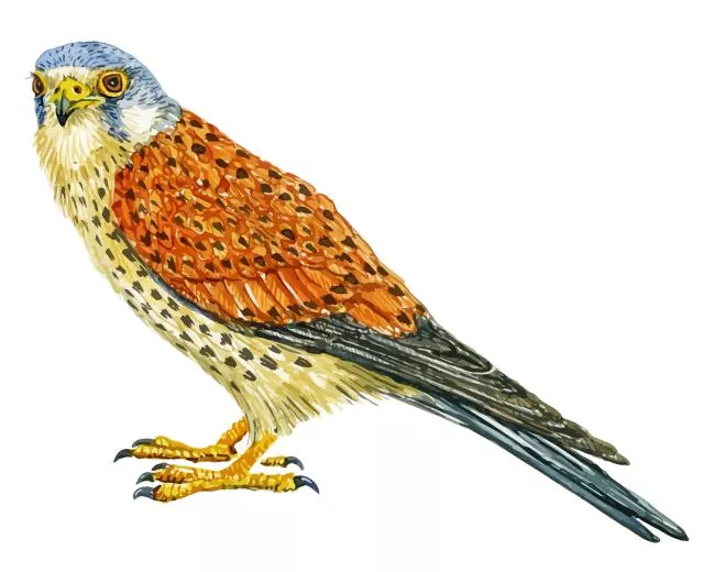 Common Kestrel art Diamond Paints Common Kestrel Art Diamond Painting
