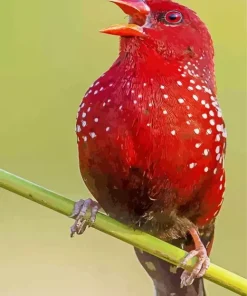 Cute Common Kestrel Bird Diamond Painting