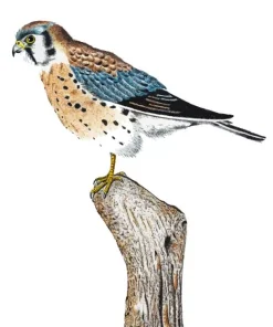 Common Kestrel Bird Art Diamond Painting