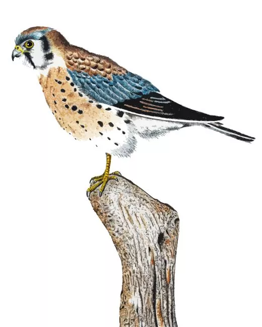 Common Kestrel bird art Diamond Paints Common Kestrel Bird Art Diamond Painting