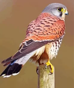 Common Kestrel Bird Back Diamond Painting