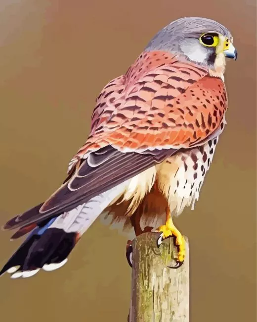 Common Kestrel bird back Diamond Paints Common Kestrel Bird Back Diamond Painting