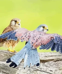 Common Kestrel Birds Diamond Painting