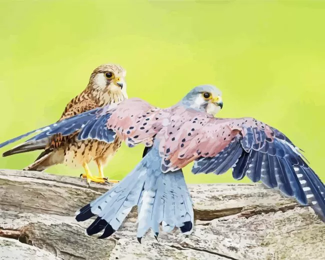 Common Kestrel birds Diamond Paints Common Kestrel Birds Diamond Painting