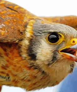 Common Kestrel Close Up Diamond Painting
