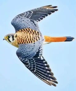Common Kestrel Flying Diamond Painting