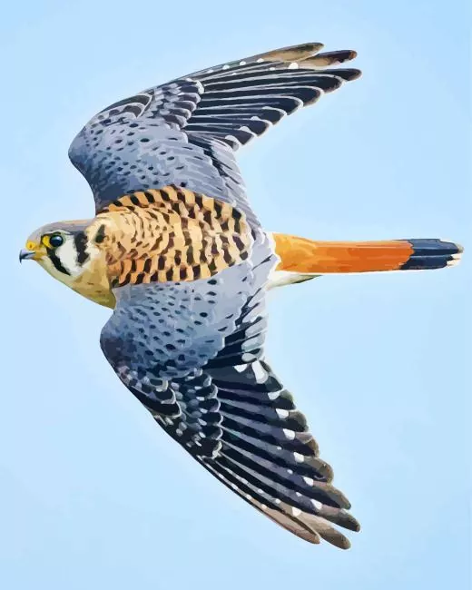 Common Kestrel flying Diamond Paints Common Kestrel Flying Diamond Painting