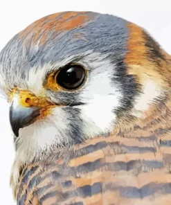 Common Kestrel Head Diamond Painting
