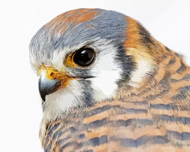 Common Kestrel head Diamond Paints Common Kestrel Head Diamond Painting