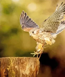 Common Kestrel Landing Diamond Painting