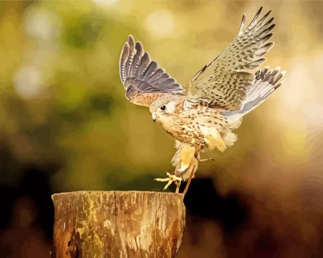 Common Kestrel landing Diamond Paints Common Kestrel Landing Diamond Painting