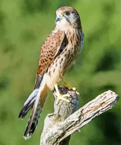 Common Kestrel On A Branch Diamond Painting