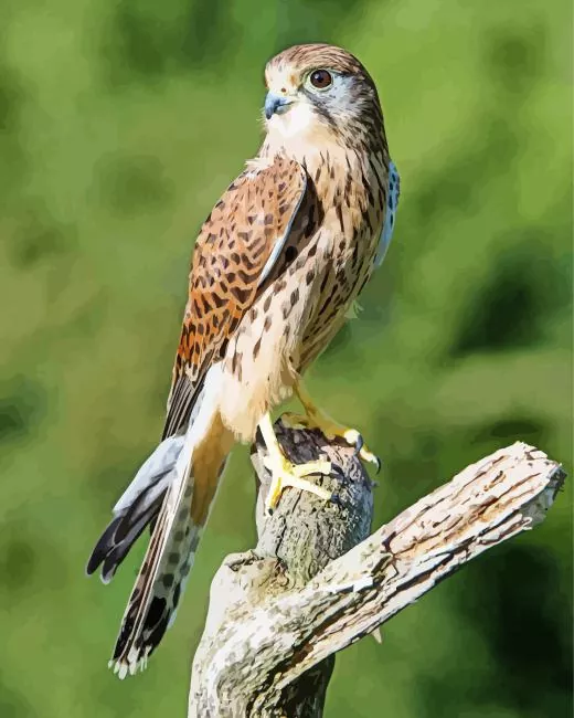 Common Kestrel on a branch Diamond Paints Common Kestrel On A Branch Diamond Painting