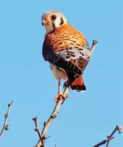 Common Kestrel On A Stick Diamond Painting