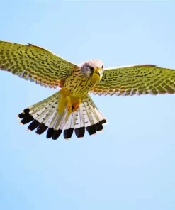 Common Kestrel With Wings Diamond Painting