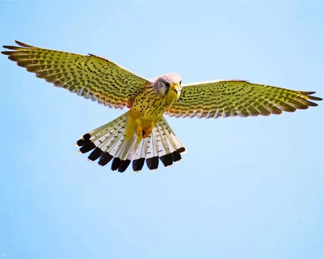 Common Kestrel with wings Diamond Paints Common Kestrel With Wings Diamond Painting