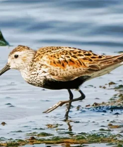 Dunlin Bird Diamond Painting