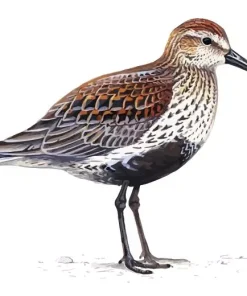 Dunlin Bird Art Diamond Painting