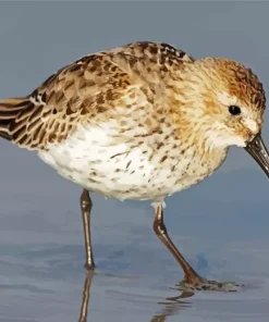 Dunlin Bird Close Up Diamond Painting