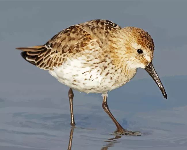 Dunlin Bird close up Diamond Paints Dunlin Bird Close Up Diamond Painting