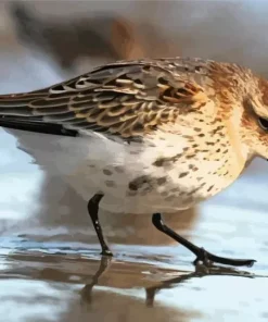 Dunlin Bird In Water Diamond Painting