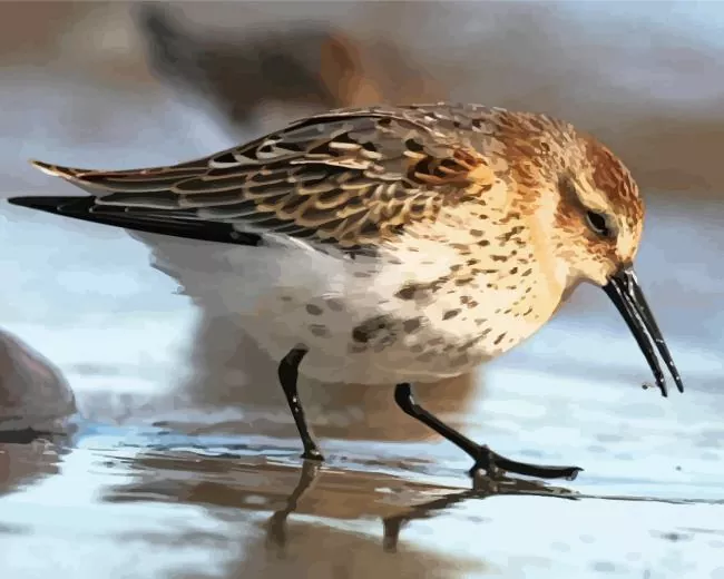 Dunlin Bird in water Diamond Paints Dunlin Bird In Water Diamond Painting