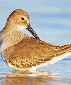 Dunlin Bird Swimming Diamond Painting