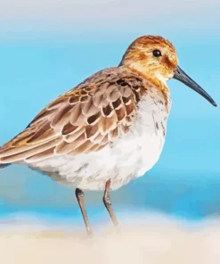 Dunlin Diamond Painting