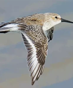 Dunlin Flying Diamond Painting