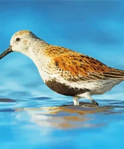 Dunlin In Water Diamond Painting