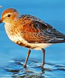 Dunlin Swimming Diamond Painting