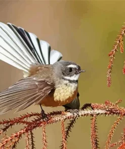 Fantail Diamond Painting