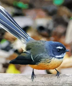 Fantail Bird Diamond Painting