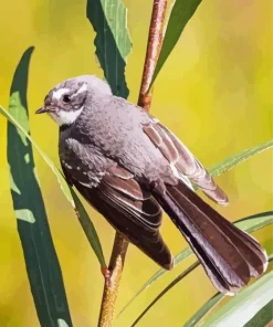 Fantail Bird In Sunlight Diamond Painting