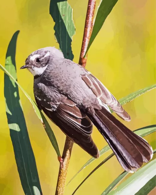Fantail bird in sunlight Diamond Paints Fantail Bird In Sunlight Diamond Painting
