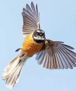 Fantail Flying Diamond Painting