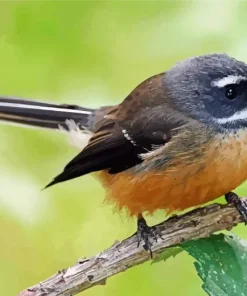 Fantail On A Stick Diamond Painting