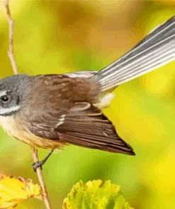 Fantails Diamond Painting