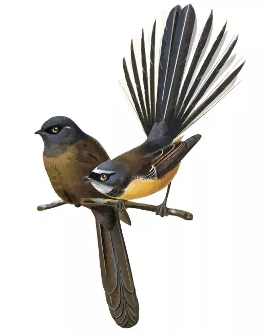 Fantails birds couple Diamond Paints Fantails Birds Couple Diamond Painting