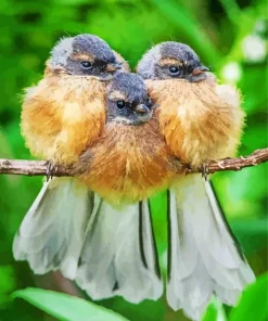 Fantails Family Diamond Painting