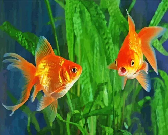 Goldfish couple Diamond With Numbers Goldfish Couple Diamond Painting