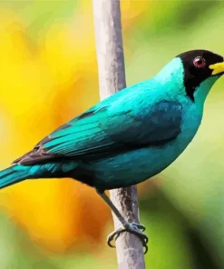 Green Honeycreeper Bird Art Diamond Painting