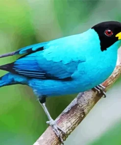 Green Honeycreepe Diamond Painting