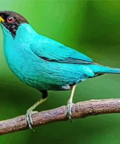 Green Honeycreeper Bird Diamond Painting