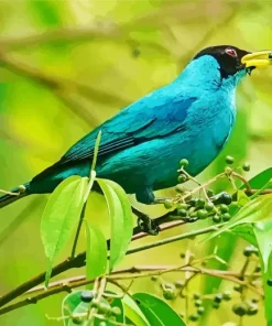 Green Honeycreeper Eating Diamond Painting