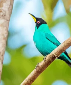 Green Honeycreeper Looking Up Diamond Painting