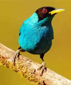 Green Honeycreeper On A Branch Diamond Painting